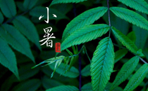 2017小暑会小雨吗 小暑下雨好吗
