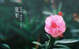 夏至吃什么水果好 夏至适合喝什么茶