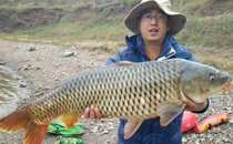 立夏后好钓鲤鱼吗 立夏前后钓鲤鱼技巧