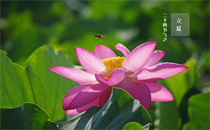 立夏就是夏天了吗 立夏是不是夏天到了