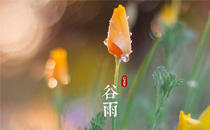谷雨有什么讲究 谷雨节气应该吃什么
