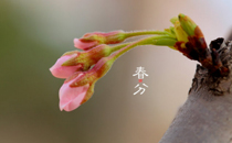 春分前能上坟吗 春分前能不能扫墓