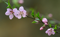 春分前后开什么花 春分前后种什么蔬菜好