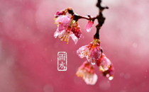 雨水节气后还会冷吗 雨水节气后的天气怎么样