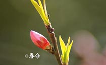2017春分贴时间是什么时候 春分贴是什么意思