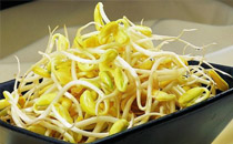产妇能吃黄豆芽吗 产妇吃黄豆芽有影响吗