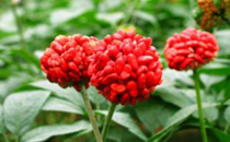 三七花是田七花吗 三七花泡水喝有什么禁忌