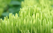 山银花是金银花吗 山银花的功效与作用