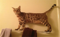 豹猫多少钱一只 豹猫可以养吗
