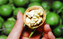 新鲜核桃仁皮能吃吗 新鲜核桃仁的皮怎么去掉