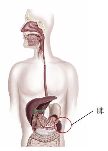 强肝胶囊的新探索—临床缺少治疗乙肝肝硬化伴脾亢的有效药